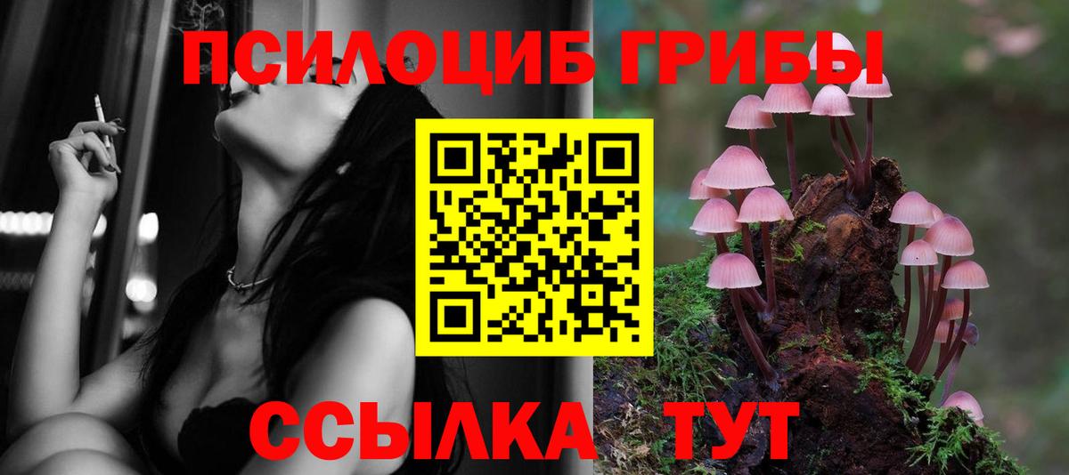 Псилоцибиновые грибы Psilocybe Майкоп